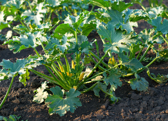 Similar image 995774