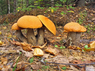 Similar image 995858