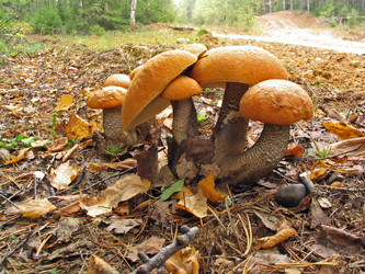 Similar image 995861