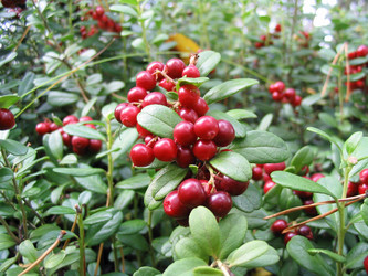 Similar image 995872