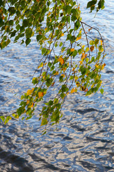 Similar image 996041