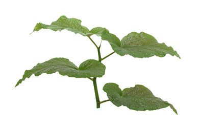 Similar image 997055