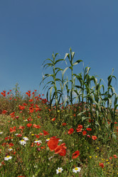 Similar image 998732