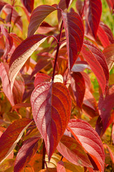 Similar image 998997