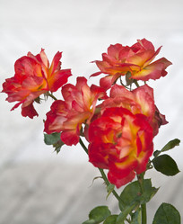 Similar image 999473