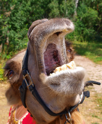 Similar image 1007498