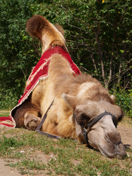 Similar image 1007499