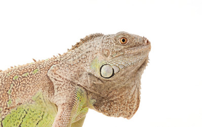 Similar image 1008338