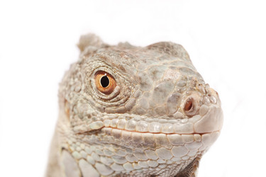 Similar image 1008337