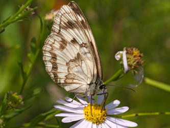 Similar image 1008739