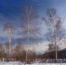 Similar image 1008752