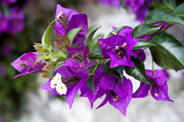 Similar image 1009396