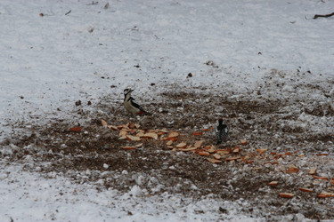 Similar image 1009499