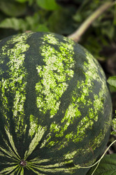 Similar image 1010705