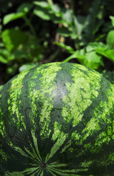 Similar image 1010706