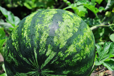 Similar image 1010707