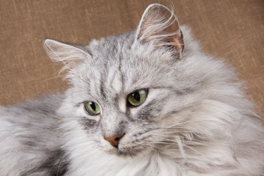 Similar image 1011268