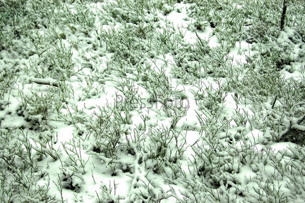 Трава под снегом сериал актеры и роли фото