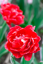 Similar image 1018271