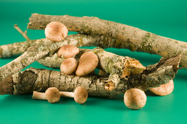 Similar image 1018439