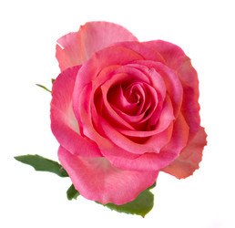 Similar image 1019283