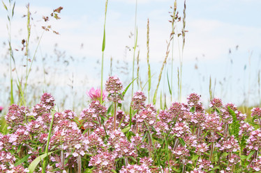 Similar image 1019470