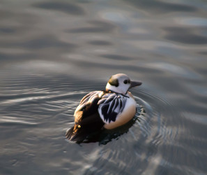 Similar image 1020339