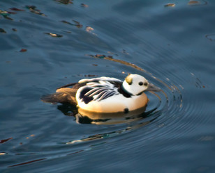 Similar image 1020341