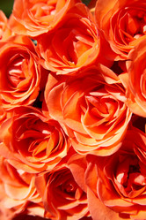 Similar image 1020446