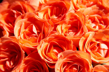 Similar image 1020447