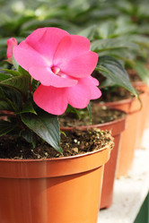 Similar image 1020980