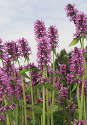 Similar image 1021479