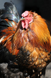 Similar image 1022912