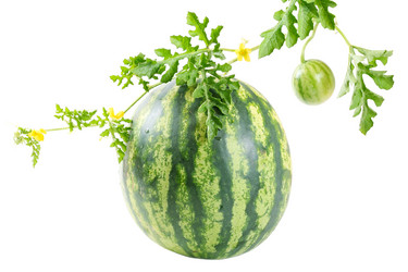 Similar image 1025205