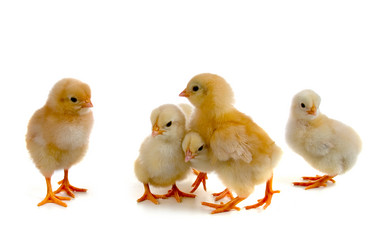 Similar image 1027122