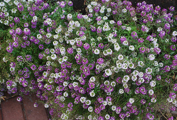 Similar image 1027524