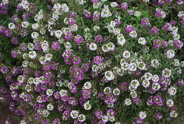 Similar image 1027525