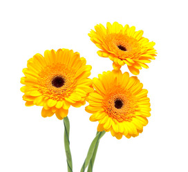 Similar image 1028387