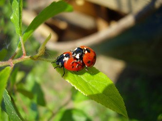 Similar image 1029194