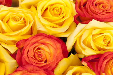 Similar image 1031732