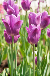 Similar image 1031930