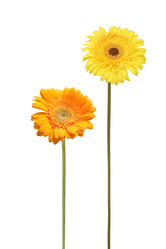 Similar image 1032964