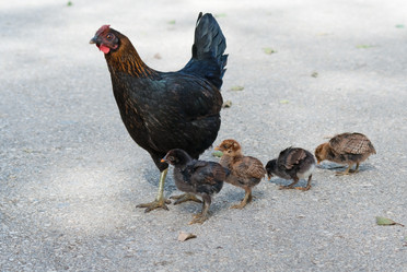 Similar image 1033873