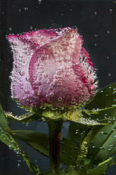 Similar image 1033985