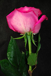 Similar image 1034274