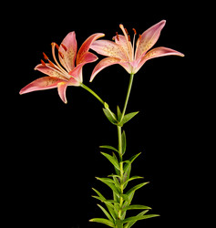 Similar image 1035072