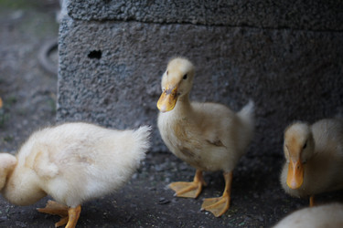 Similar image 1035385