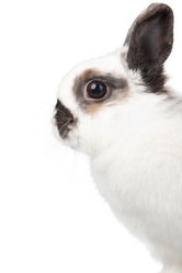 Similar image 1035519