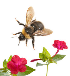 Similar image 1036019