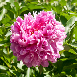 Similar image 1036345